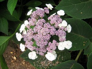Hydrangea asp. sargentiana 30-50 cm cont. 3,0L - afbeelding 4