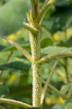Hydrangea asp. sargentiana 60-80 cm cont. 15L - afbeelding 1