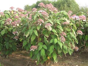 Hydrangea asp. sargentiana 60-80 cm cont. 15L - afbeelding 2