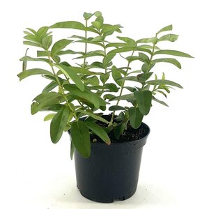 Hypericum calycinum 20-25 cm cont. 2,0L