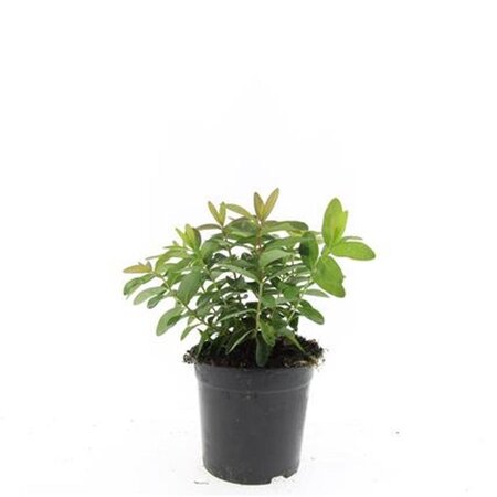 Hypericum calycinum geen maat specificatie cont. 1,5L - afbeelding 1