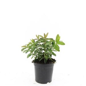 Hypericum calycinum geen maat specificatie cont. 1,5L