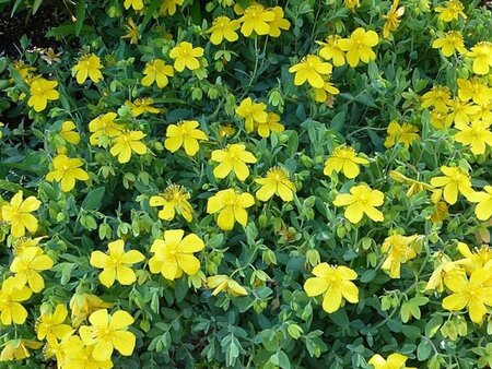 Hypericum densiflorum 'Buttercup' geen maat specificatie cont. 3,0L