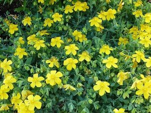 Hypericum densiflorum 'Buttercup' geen maat specificatie cont. 3,0L