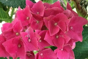 Hydrangea m. 'Hot Red' 25-30 cm cont. 3,0L