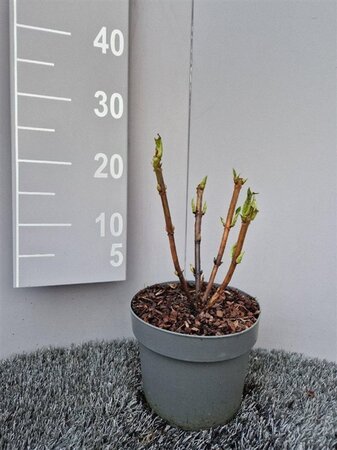 Hydrangea m. 'Sibilla' geen maat specificatie cont. 3,0L