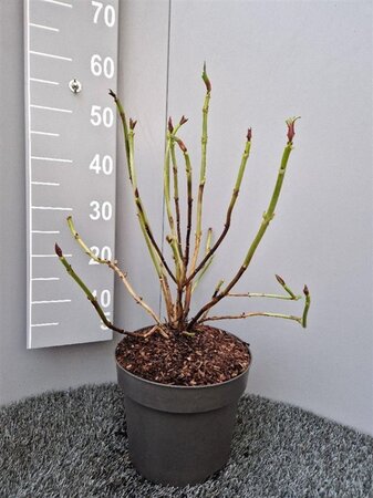 Hydrangea m. 'Sibilla' geen maat specificatie cont. 7,5L