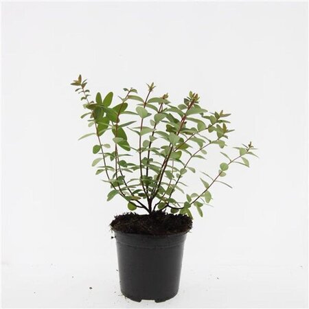 Hypericum dummeri 'Peter Dummer' geen maat specificatie cont. 1,5L - afbeelding 1