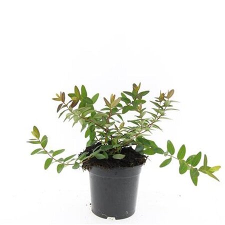 Hypericum dummeri 'Peter Dummer' geen maat specificatie cont. 1,5L - afbeelding 2