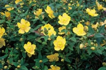 Hypericum dummeri 'Peter Dummer' geen maat specificatie cont. 3,0L - afbeelding 1