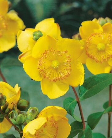 Hypericum dummeri 'Peter Dummer' geen maat specificatie cont. 3,0L - afbeelding 2