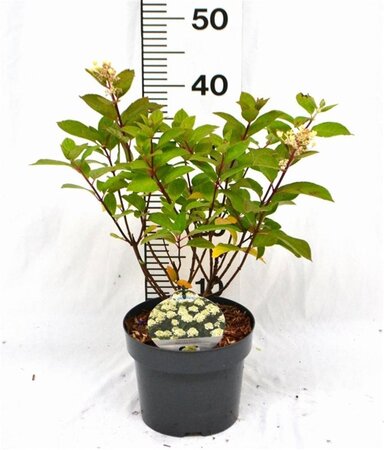 Hydrangea pan. Baby Lace 30-40 cm cont. 3,0L - afbeelding 3