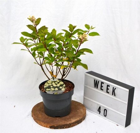 Hydrangea pan. Baby Lace 30-40 cm cont. 3,0L - afbeelding 4