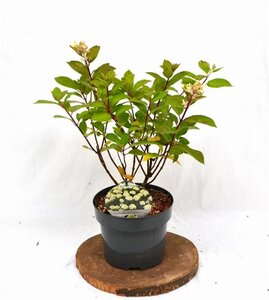 Hydrangea pan. Baby Lace 30-40 cm cont. 3,0L - afbeelding 5