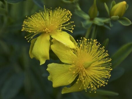Hypericum frondosum 'Sunburst' geen maat specificatie cont. 3,0L - afbeelding 2