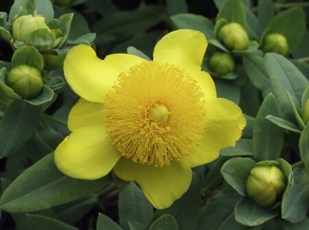 Hypericum frondosum 'Sunburst' geen maat specificatie cont. 3,0L - afbeelding 3