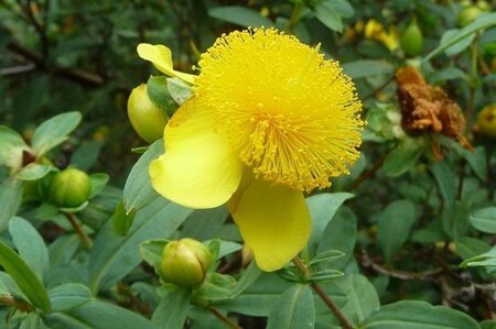 Hypericum frondosum 'Sunburst' geen maat specificatie cont. 3,0L - afbeelding 4