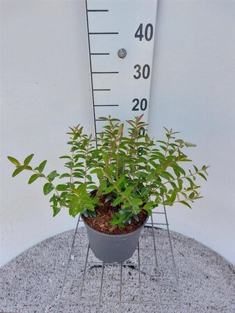 Hypericum 'Hidcote' 30-40 cm cont. 3,0L - afbeelding 2