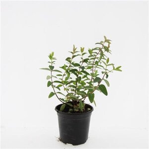 Hypericum 'Hidcote' geen maat specificatie cont. 1,5L