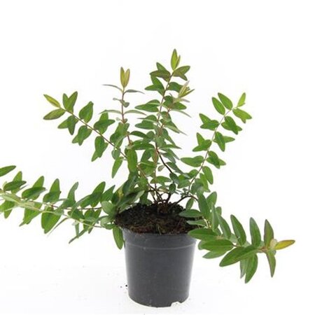Hypericum 'Hidcote' geen maat specificatie cont. 1,5L - afbeelding 2