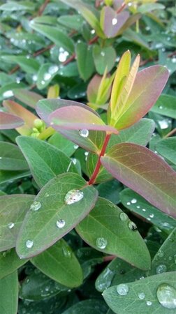 Hypericum 'Hidcote' geen maat specificatie cont. 3,0L - afbeelding 1