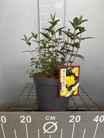 Hypericum 'Hidcote' geen maat specificatie cont. 3,0L - afbeelding 5