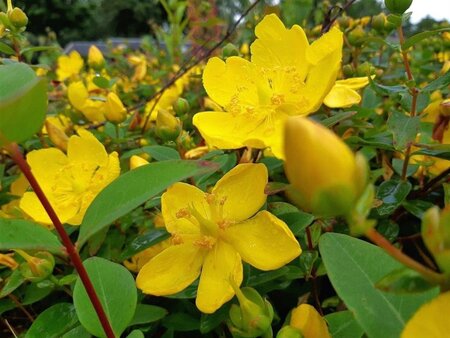 Hypericum 'Hidcote' geen maat specificatie cont. 3,0L - afbeelding 4