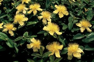 Hypericum i. 'Autumn Blaze' geen maat specificatie cont. 3,0L
