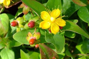 Hypericum i. 'Autumn Blaze' geen maat specificatie cont. 3,0L - afbeelding 2
