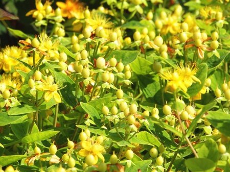 Hypericum inodorum geen maat specificatie cont. 3,0L - afbeelding 1