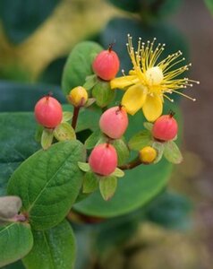 Hypericum inodorum geen maat specificatie cont. 3,0L - afbeelding 2