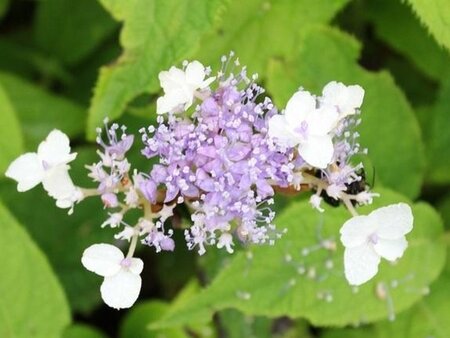 Hydrangea involucrata geen maat specificatie container