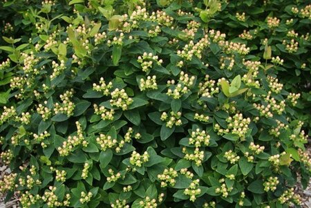 Hypericum i. 'Red Glory' geen maat specificatie cont. 3,0L - afbeelding 1