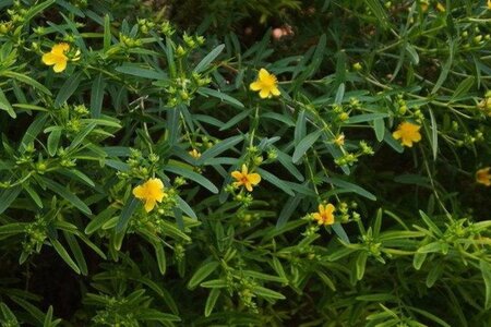 Hypericum kalmianum 'Gemo' geen maat specificatie cont. 3,0L - afbeelding 1