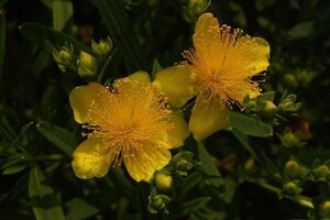Hypericum kalmianum 'Gemo' geen maat specificatie cont. 3,0L - afbeelding 2