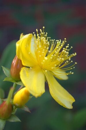 Hypericum kouytchense geen maat specificatie cont. 3,0L - afbeelding 2