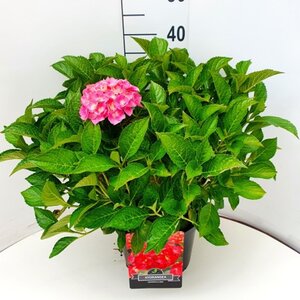 Hydrangea m. 'Alpenglühen' 40-50 cm cont. 10L - afbeelding 2