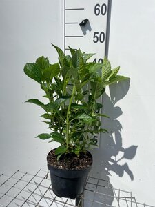 Hydrangea m. 'Alpenglühen' ROOD geen maat specificatie cont. 3,0L - afbeelding 2
