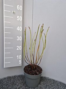 Hydrangea m. 'Alpenglühen' geen maat specificatie cont. 3,0L