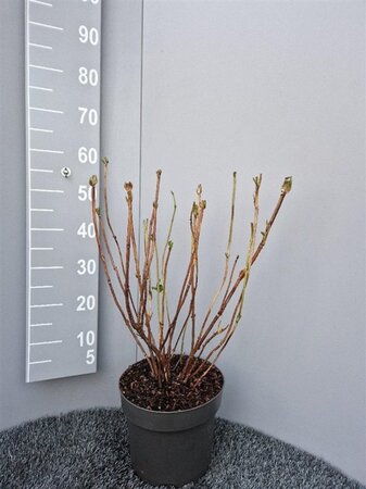 Hydrangea m. 'Alpenglühen' geen maat specificatie cont. 7,5L