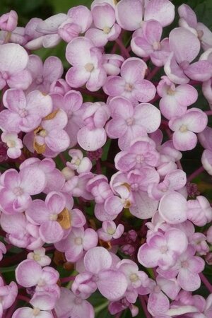 Hydrangea m. 'Ayesha' 25-30 cm cont. 3,0L - afbeelding 1