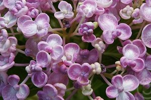 Hydrangea m. 'Ayesha' 25-30 cm cont. 3,0L - afbeelding 2