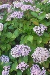 Hydrangea m. 'Ayesha' 25-30 cm cont. 3,0L - afbeelding 3