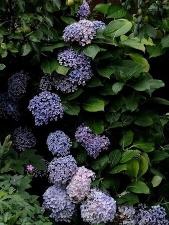 Hydrangea m. 'Ayesha' 25-30 cm cont. 3,0L - afbeelding 4