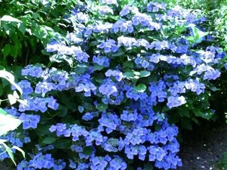 Hydrangea m. 'Blue Bonnet' 25-30 cm cont. 3,0L
