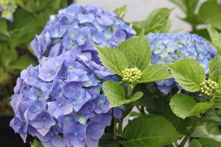 Hydrangea m. 'Bela' grote blauwe bollen 25-30 cm cont. 3,0L - afbeelding 1
