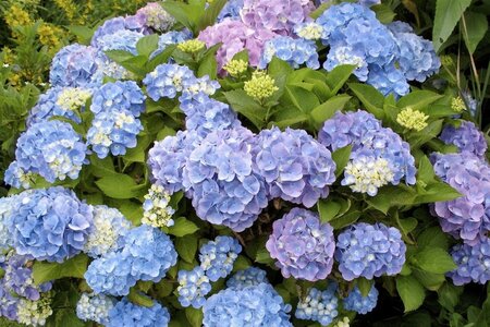 Hydrangea m. 'Bela' grote blauwe bollen 40-50 cm cont. 5,0L - afbeelding 2