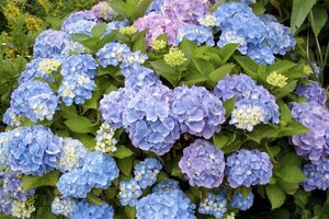 Hydrangea m. 'Bela' grote blauwe bollen 40-50 cm cont. 5,0L - afbeelding 2