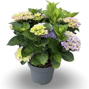 Hydrangea m. 'Bela' grote blauwe bollen 50-60 cm cont. 12L