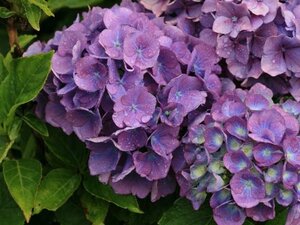 Hydrangea m. 'Benelux' 25-30 cm cont. 3,0L